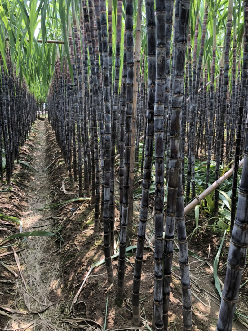 南沙区种植基地黑皮甘蔗