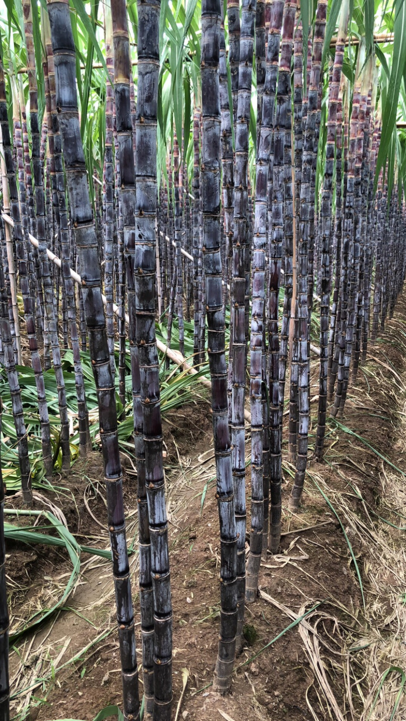南沙区种植基地黑皮甘蔗