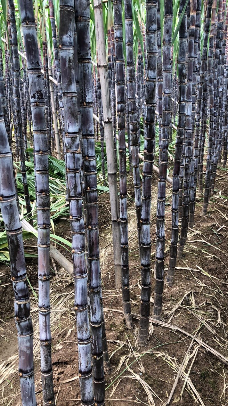 南沙区种植基地黑皮甘蔗