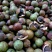 山茶籽茶果茶籽苞干货茶籽米手工摘茶籽土茶籽小茶籽