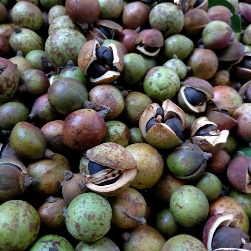 山茶籽茶果茶籽苞干货茶籽米手工摘茶籽土茶籽小茶籽