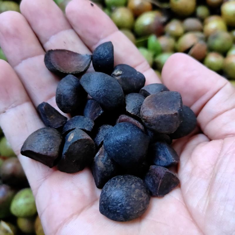 山茶籽茶果茶籽苞干货茶籽米手工摘茶籽土茶籽小茶籽