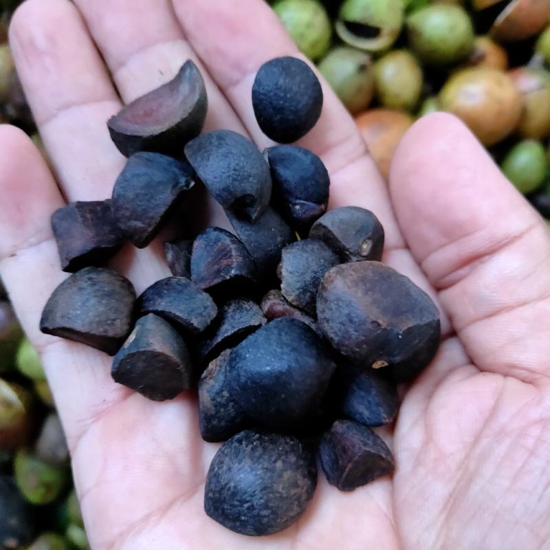 山茶籽茶果茶籽苞干货茶籽米手工摘茶籽土茶籽小茶籽