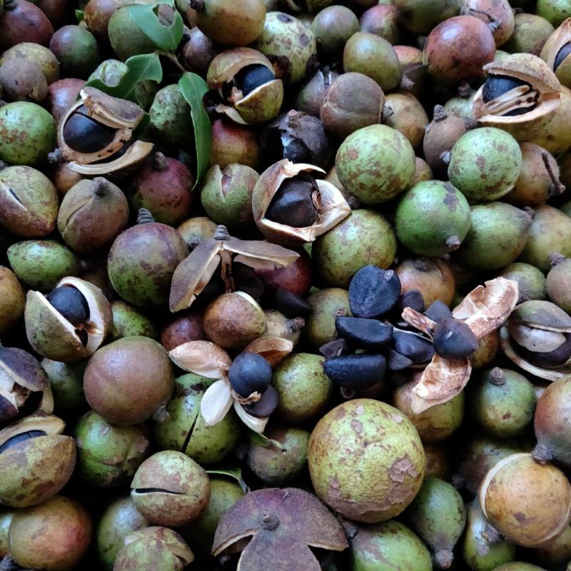 山茶籽茶果茶籽苞干货茶籽米手工摘茶籽土茶籽小茶籽