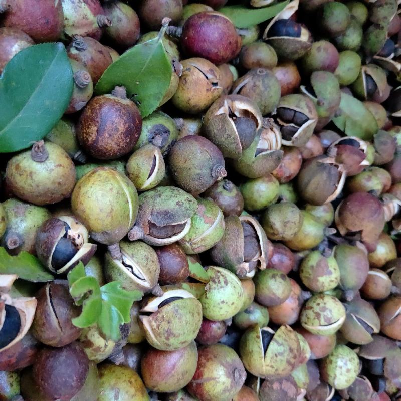 山茶籽茶果茶籽苞干货茶籽米手工摘茶籽土茶籽小茶籽