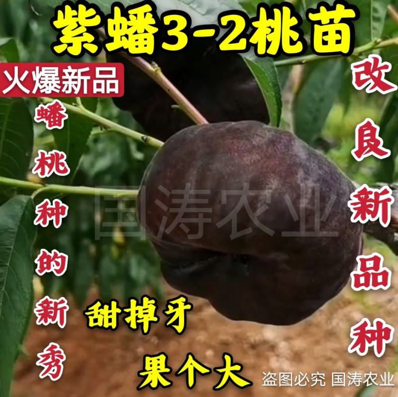 【爆品】紫蟠3-2桃苗改良新品甜度高果个大卖相好