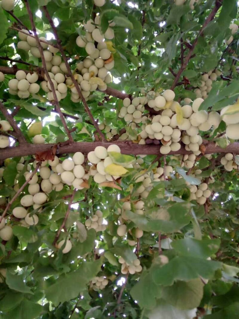 银杏基地自产自销低价出售新鲜银杏果，银杏种子，质量保证，