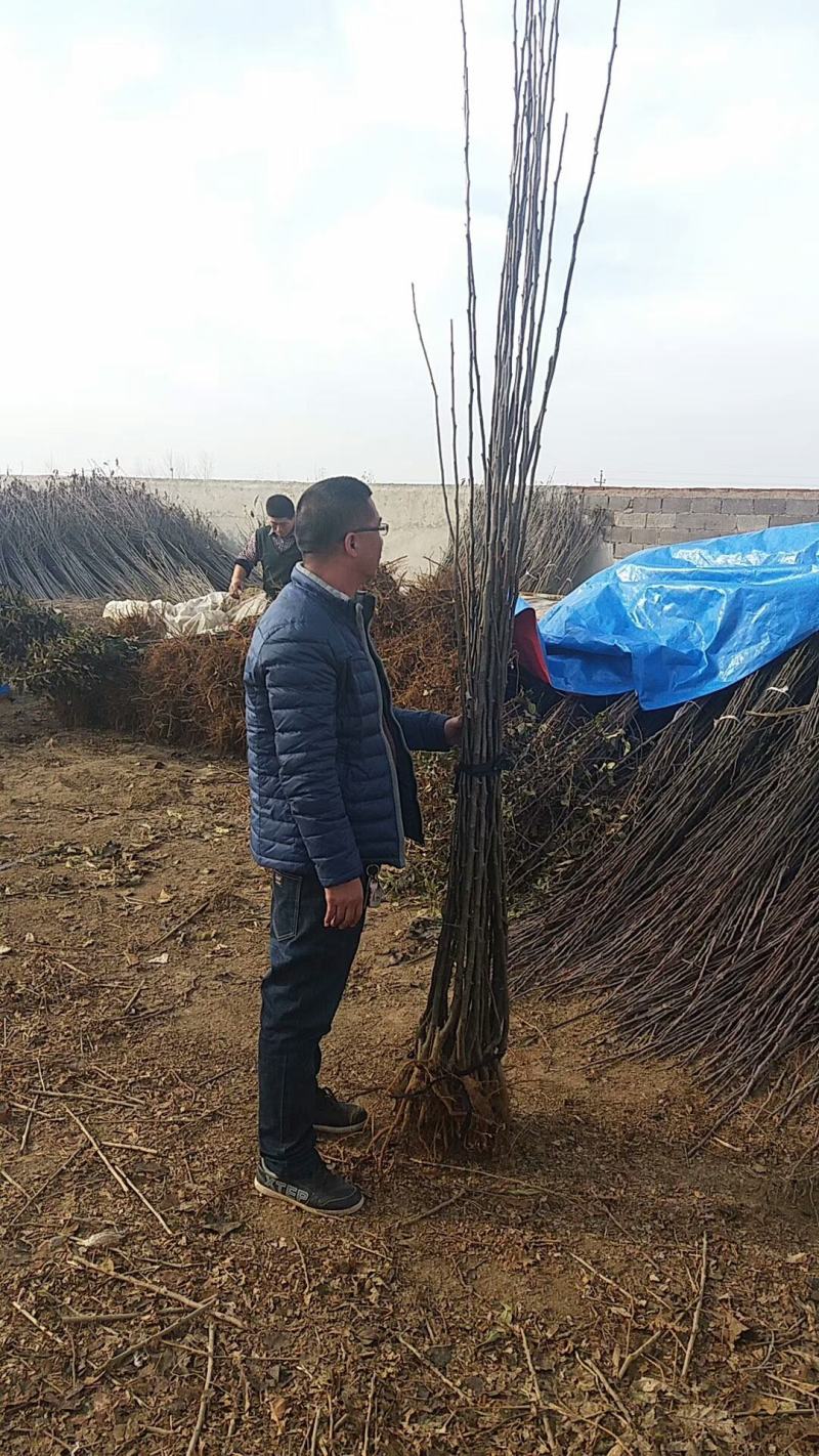 秋月梨苗，梨树苗，保品种，保质量，保技术，保成活死苗补发