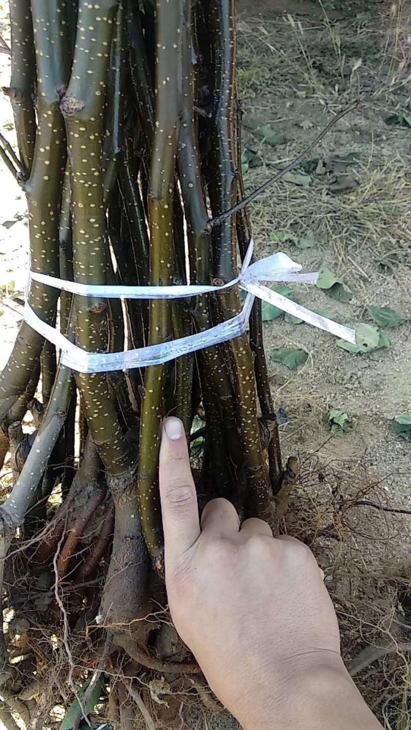 秋月梨苗，梨树苗，保品种，保质量，保技术，保成活死苗补发