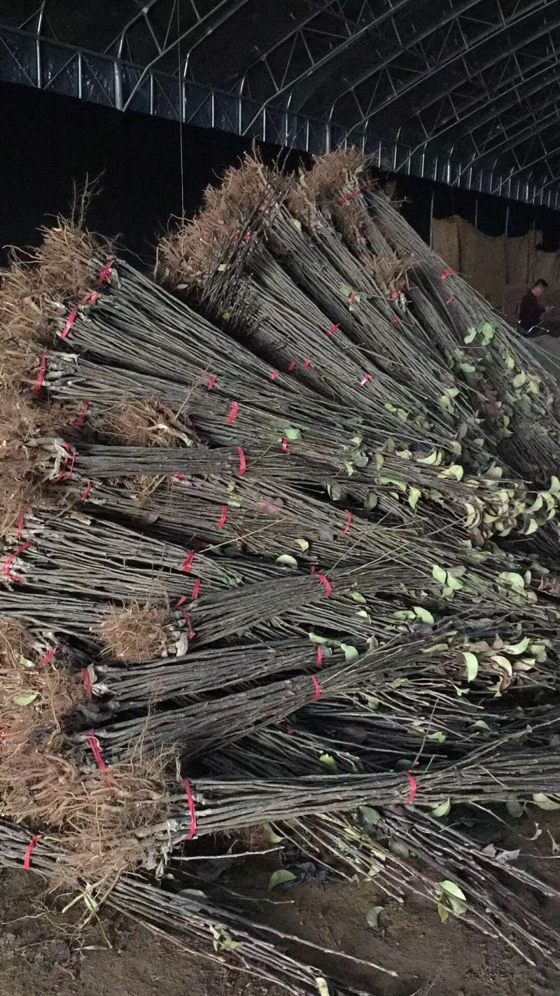 秋月梨苗，梨树苗，保品种，保质量，保技术，保成活死苗补发