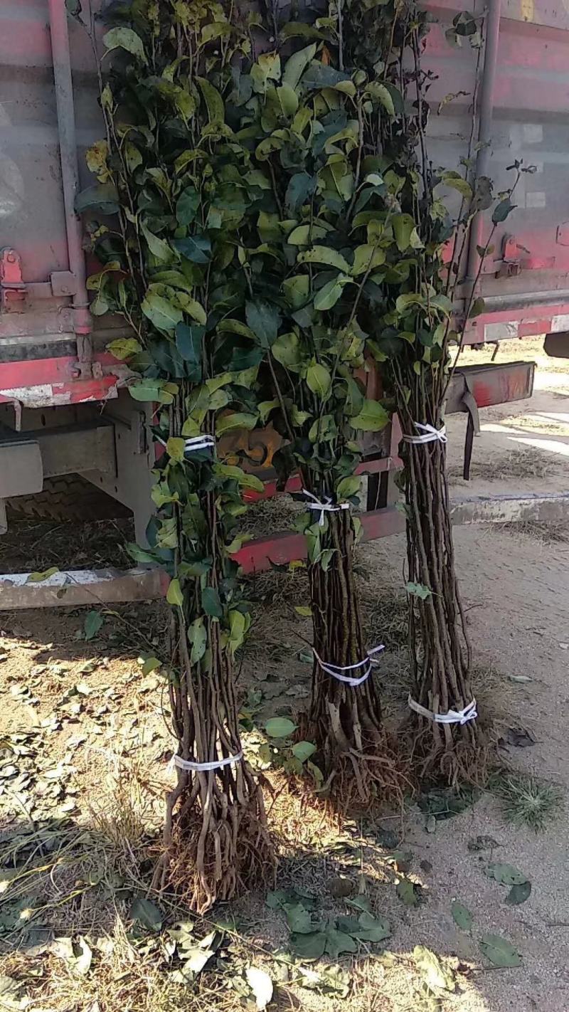 秋月梨苗，梨树苗，保品种，保质量，保技术，保成活死苗补发
