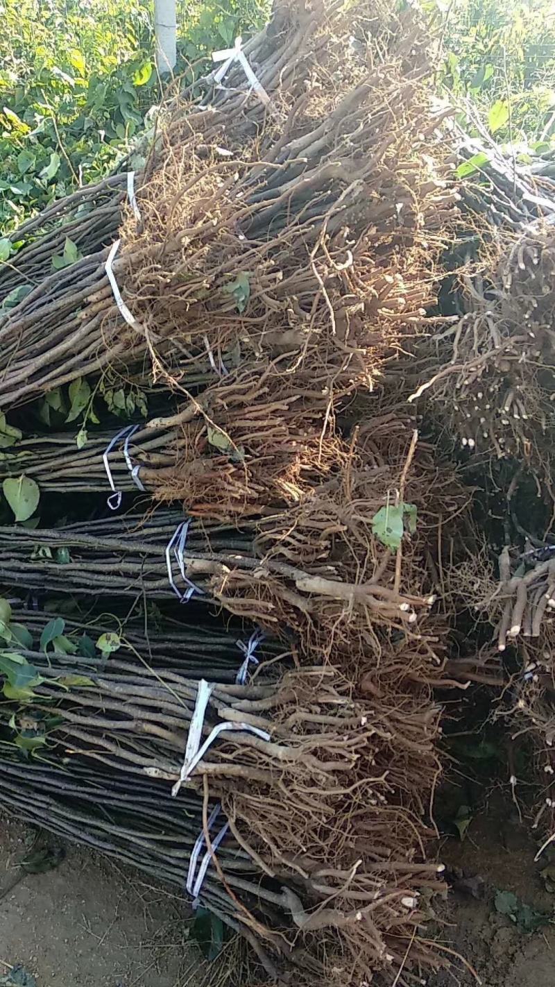 秋月梨苗，梨树苗，保品种，保质量，保技术，保成活死苗补发
