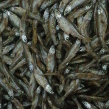 原生态饮用水库鱼仔，用心做事放心食品