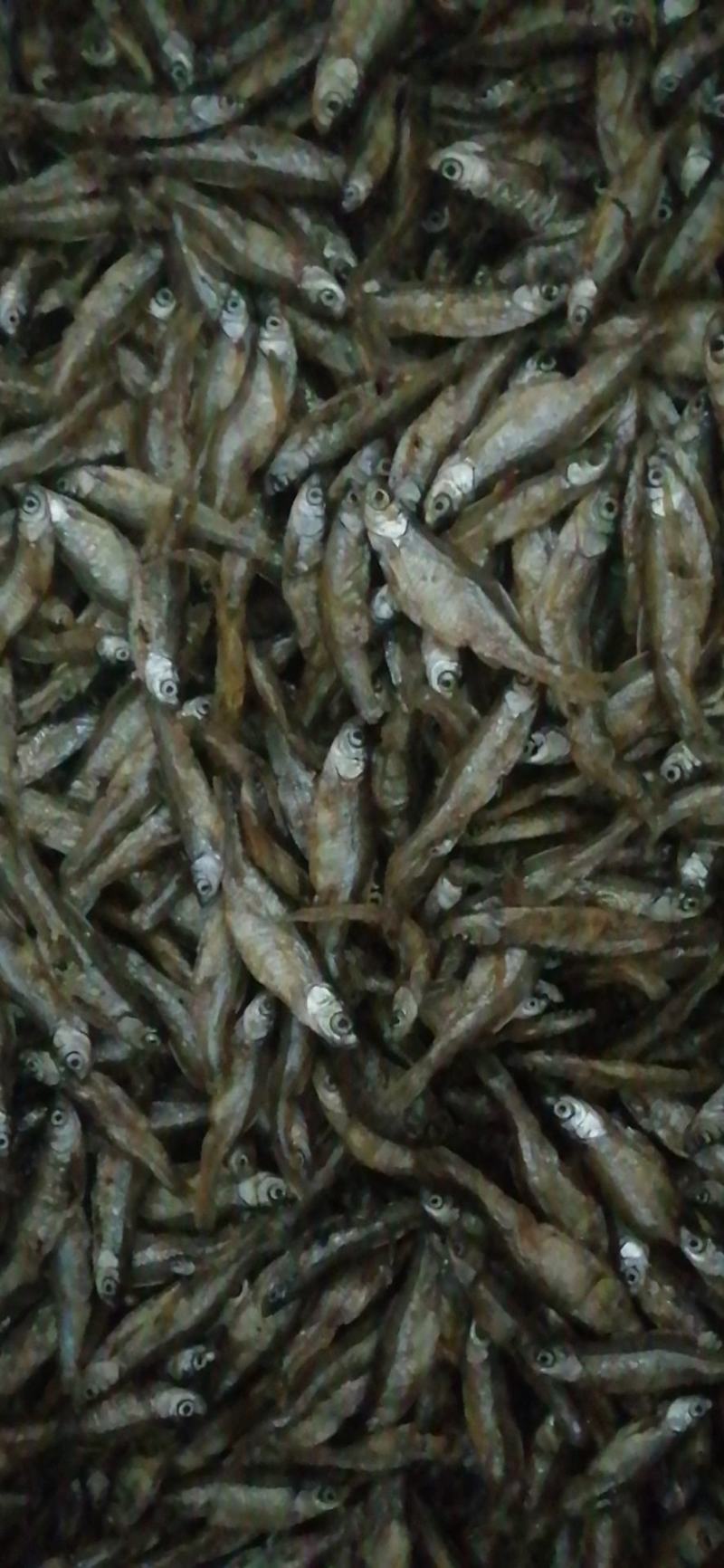原生态饮用水库鱼仔，用心做事放心食品