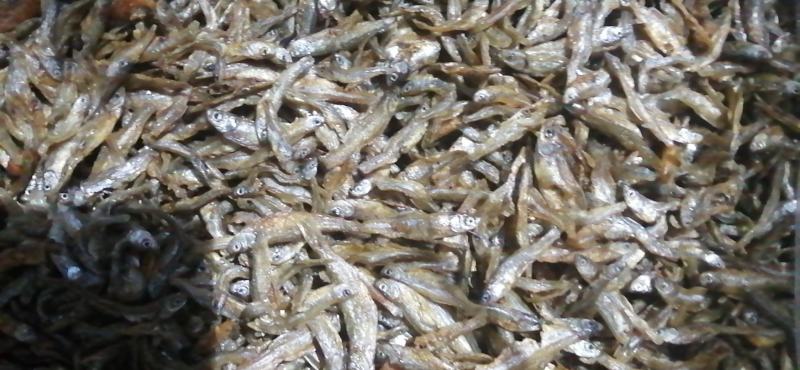 原生态饮用水库鱼仔，用心做事放心食品