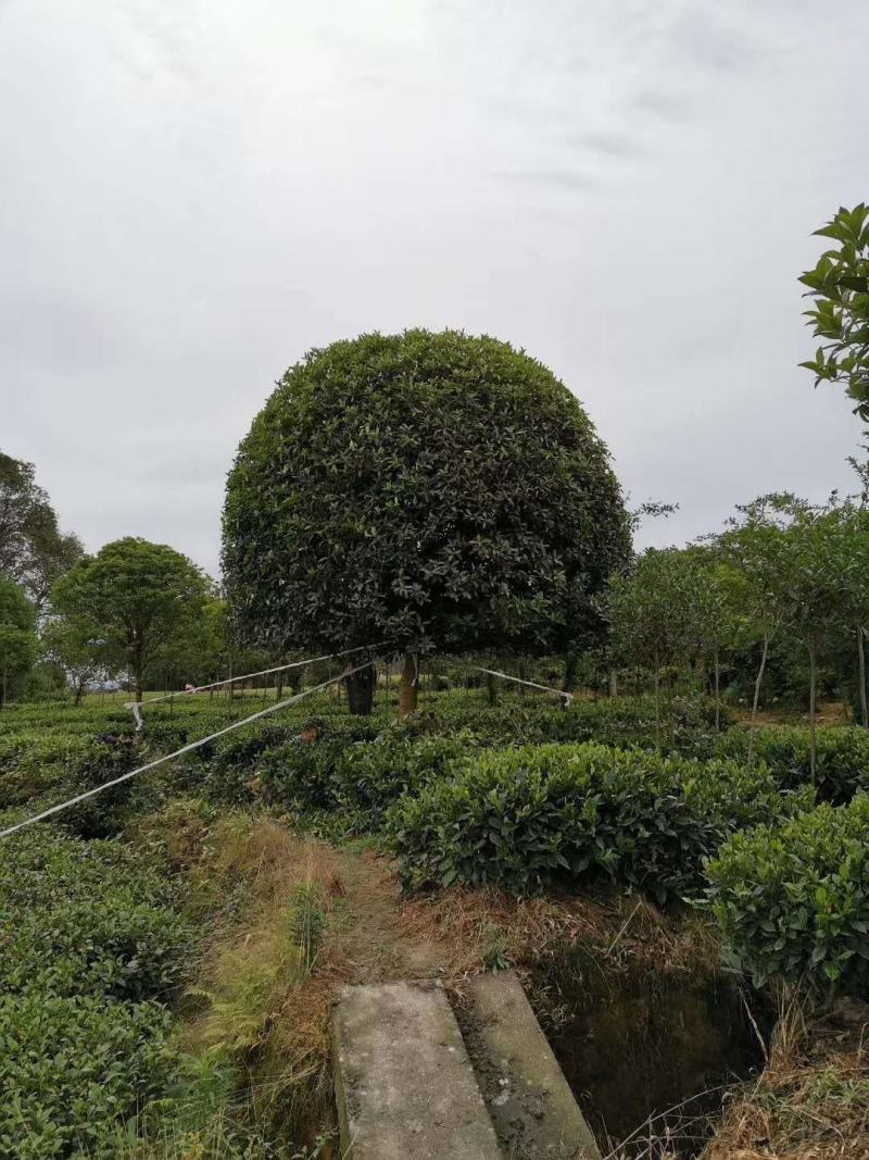 桂花树金桂（高杆桂花，低分枝桂花，丛生桂花各种规格现货）