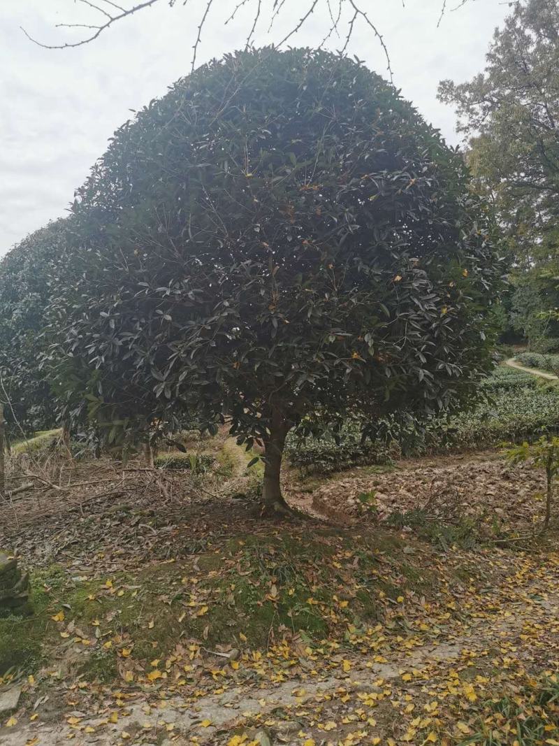 桂花树金桂（高杆桂花，低分枝桂花，丛生桂花各种规格现货）