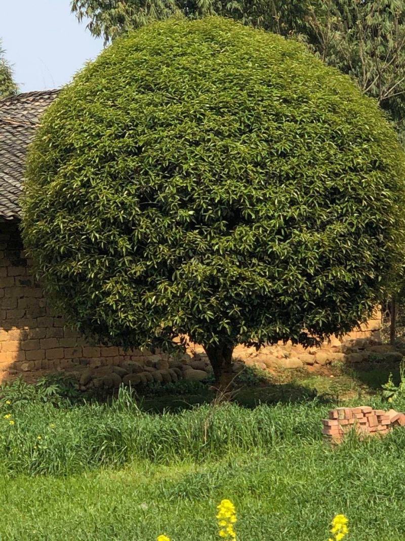 桂花树金桂（高杆桂花，低分枝桂花，丛生桂花各种规格现货）