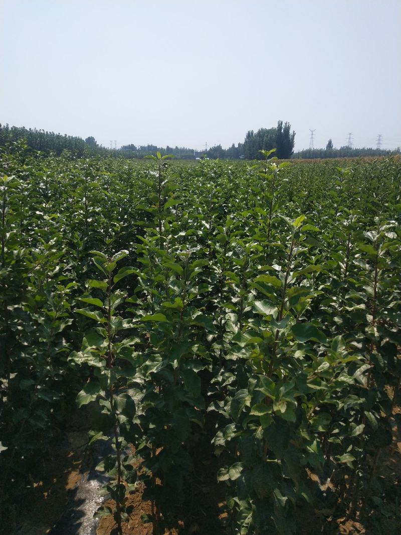 苹果苗华硕秦脆烟富8号烟富10号众成一号水蜜桃维纳斯黄金
