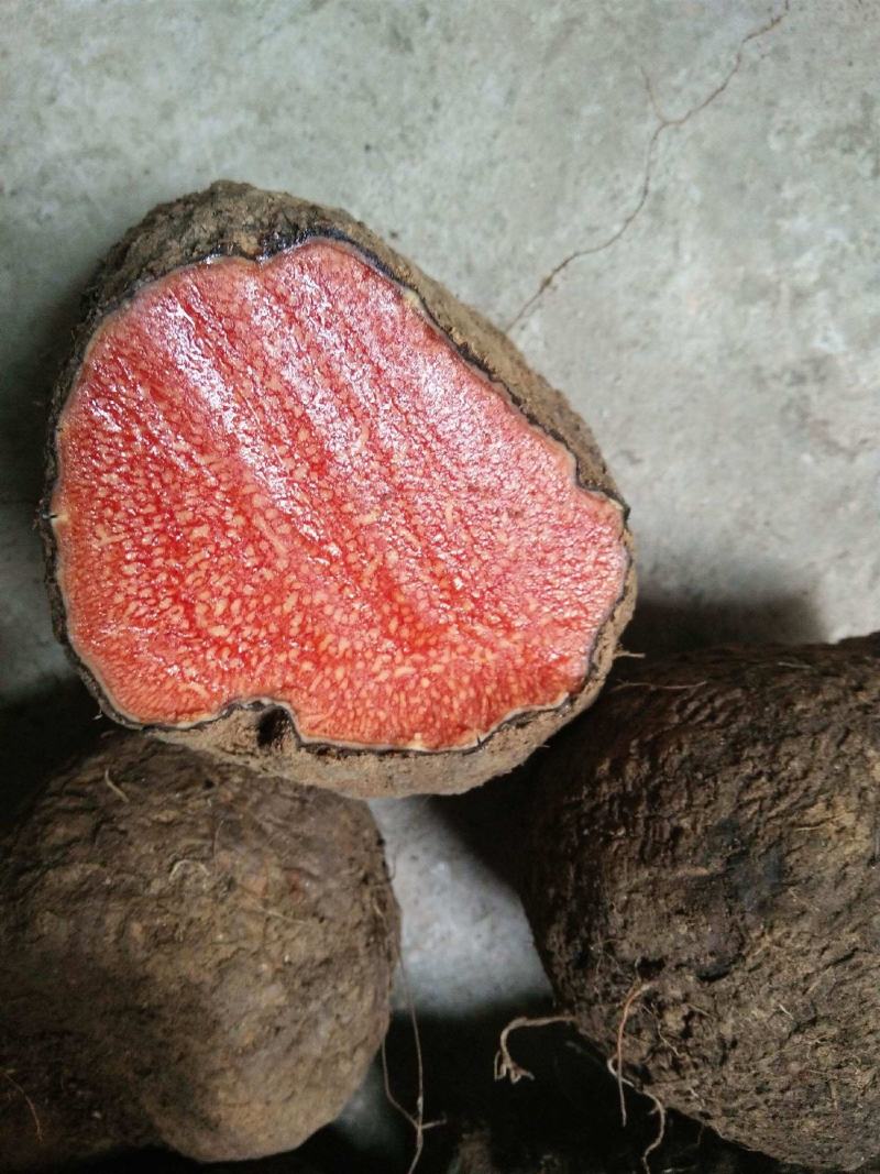 大深山里的天然染色材料薯莨大量供应货源稳定