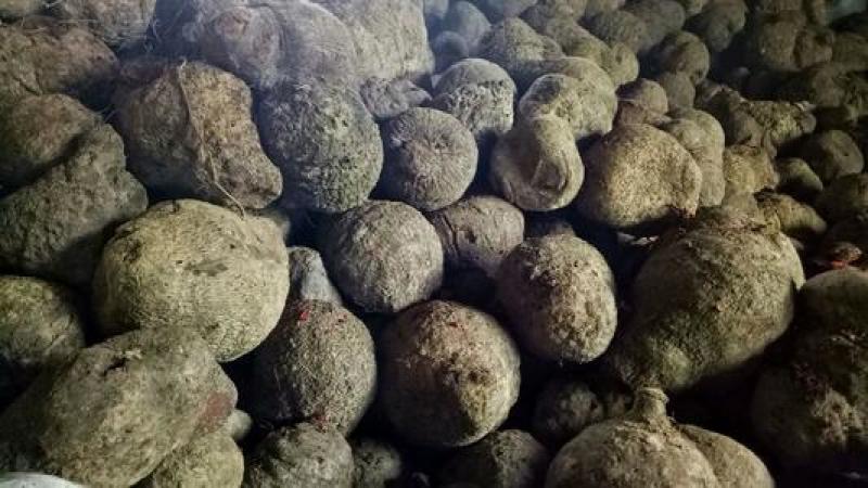 大深山里的天然染色材料薯莨大量供应货源稳定