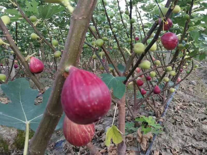 波姬红无花果苗，当年结果，提供技术指导。现挖现发