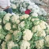 【推荐】河南博爱万亩有机花基地，有机花菜花上市