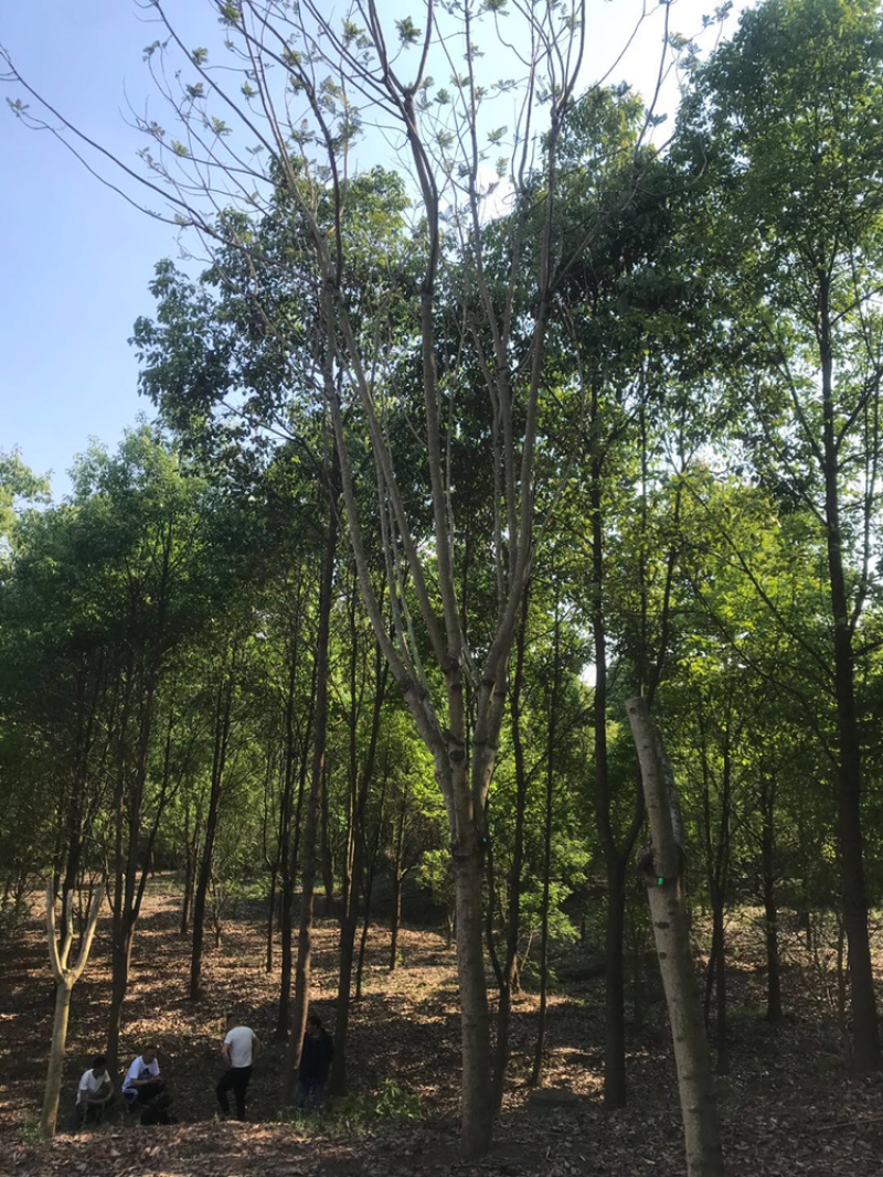 香樟151820（原生冠原地断头货）
