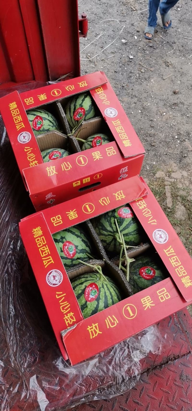 大量供应头茬无籽美都西瓜和二茬，三茬有籽美都西瓜！