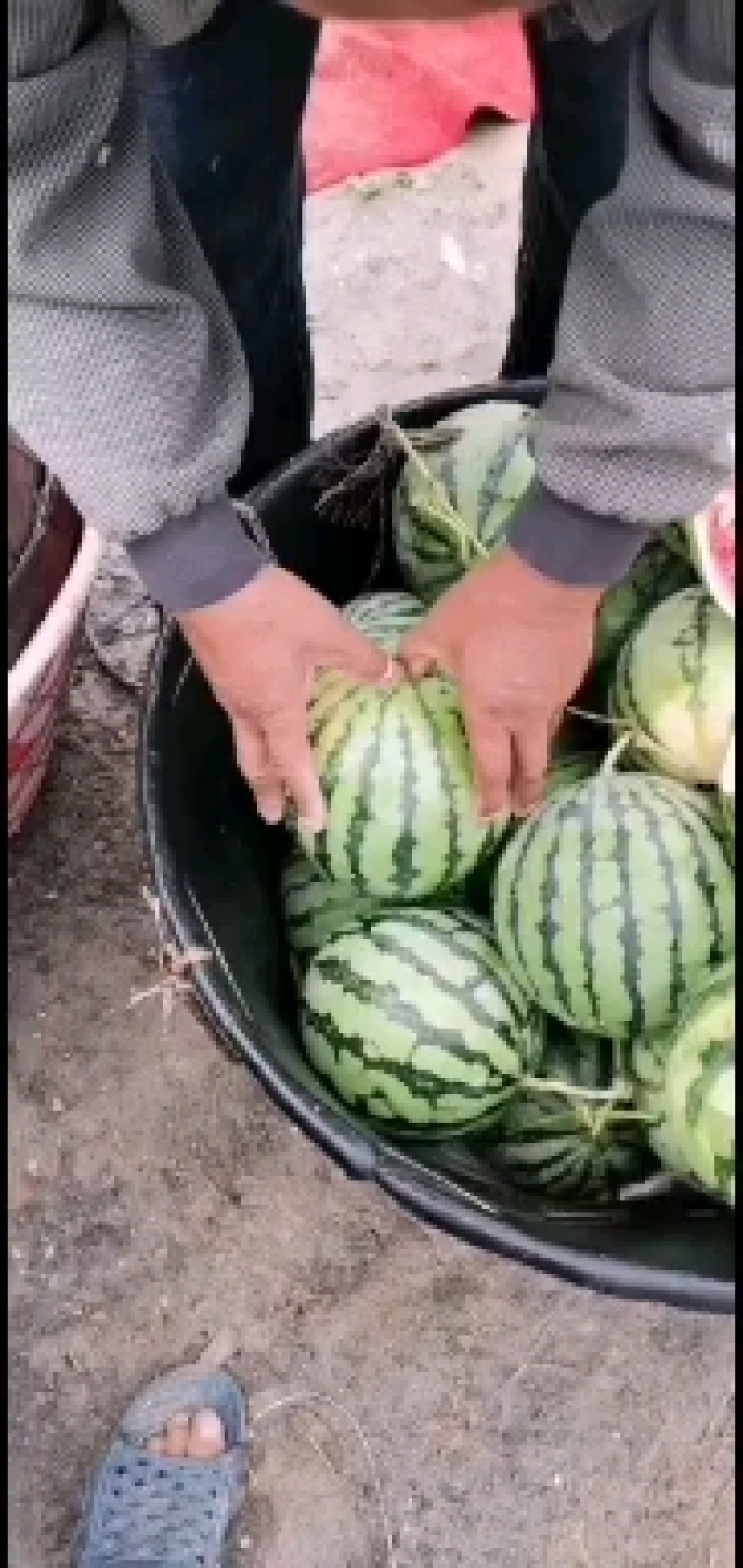 大量供应头茬无籽美都西瓜和二茬，三茬有籽美都西瓜！
