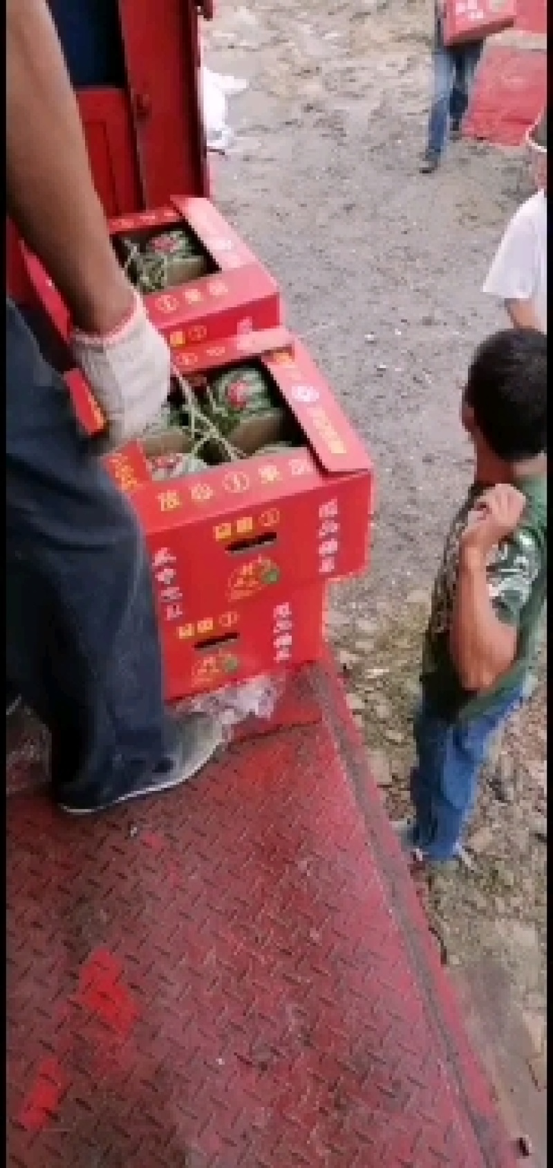 大量供应头茬无籽美都西瓜和二茬，三茬有籽美都西瓜！