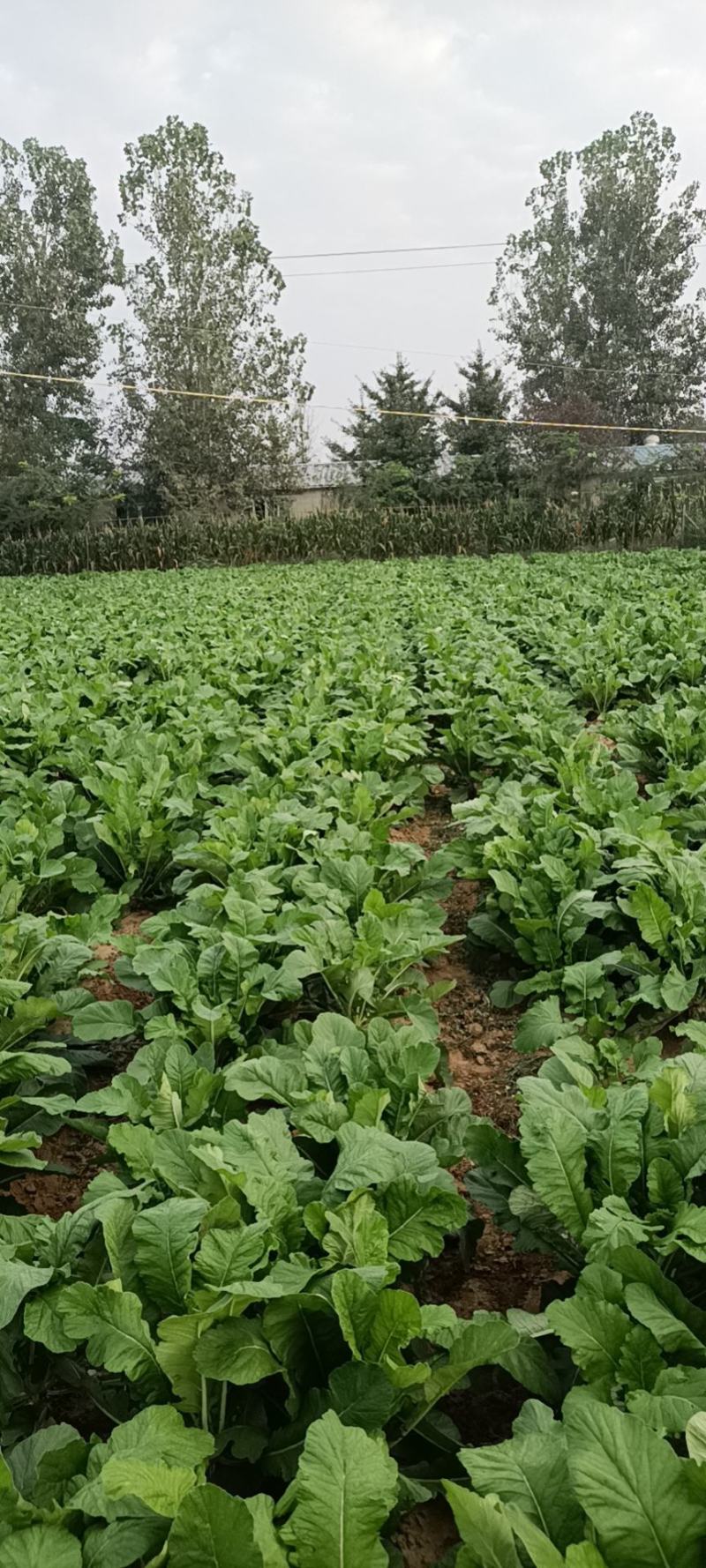 白萝卜自家种植质优价廉欢迎采购