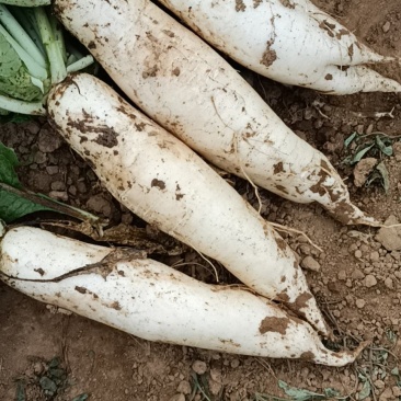 白萝卜自家种植质优价廉欢迎采购