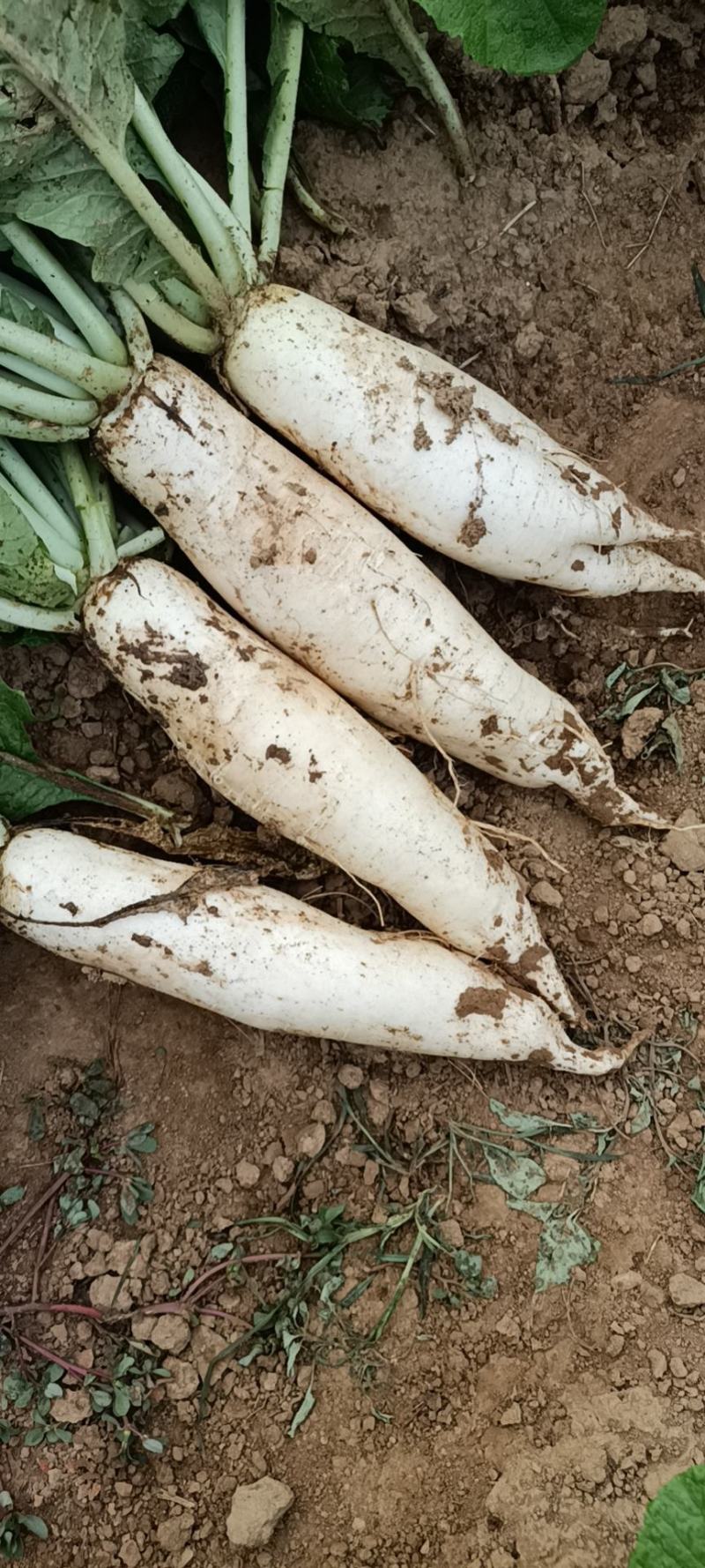 白萝卜自家种植质优价廉欢迎采购