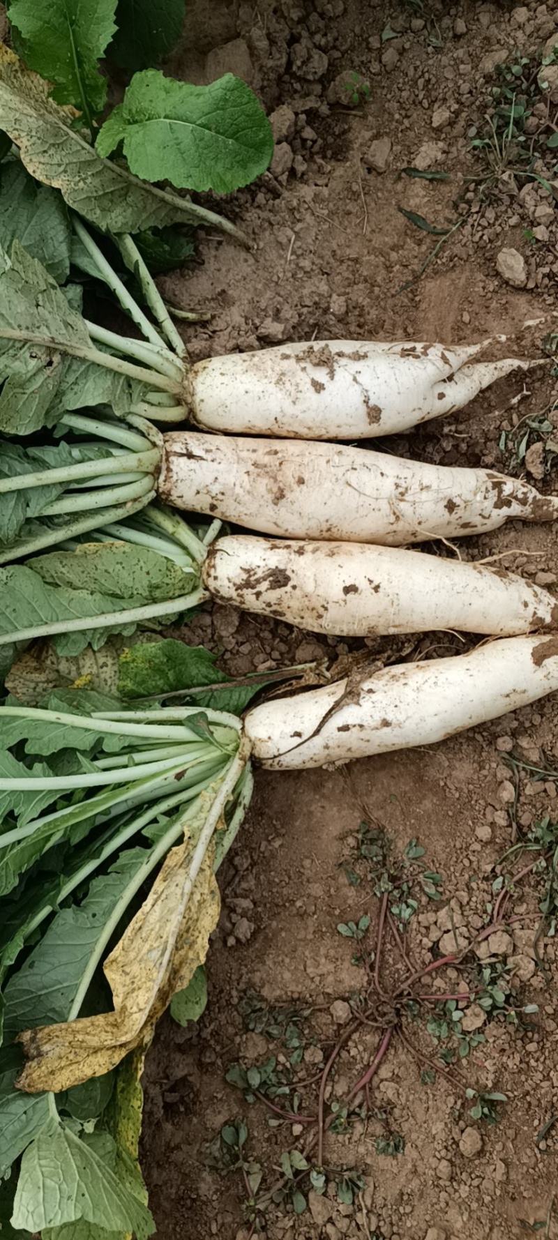 白萝卜自家种植质优价廉欢迎采购