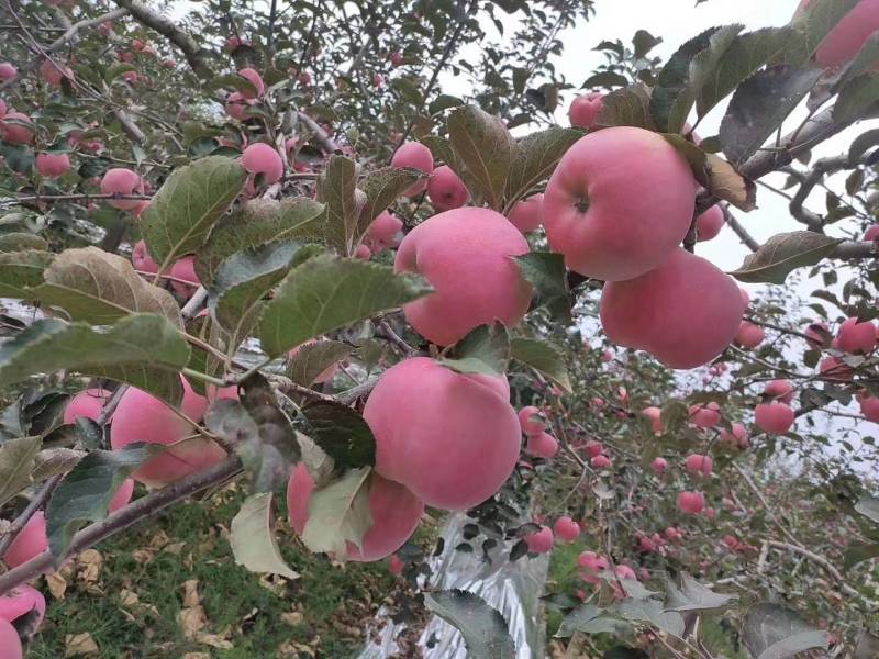 延安高原有机宜川县红富士苹果