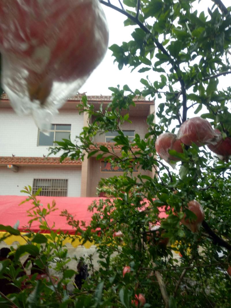 山西新疆大籽，北畔甜石榴和酸石榴大量上市
