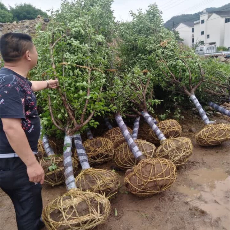 苗圃供应绿化工程苗红梅绿梅5-10公分树苗行道树
