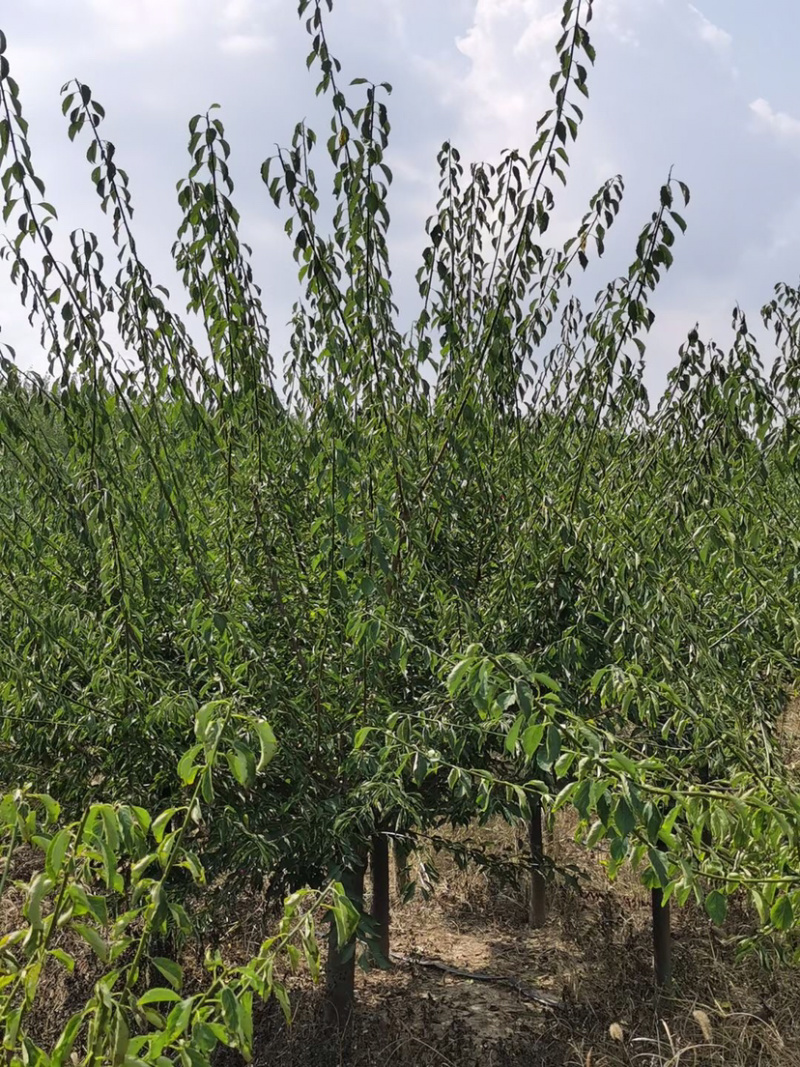 苗圃供应绿化工程苗红梅绿梅5-10公分树苗行道树