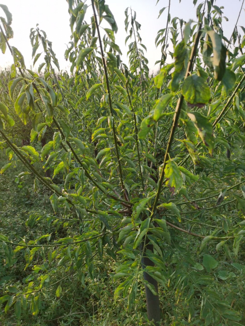 苗圃供应绿化工程苗红梅绿梅5-10公分树苗行道树