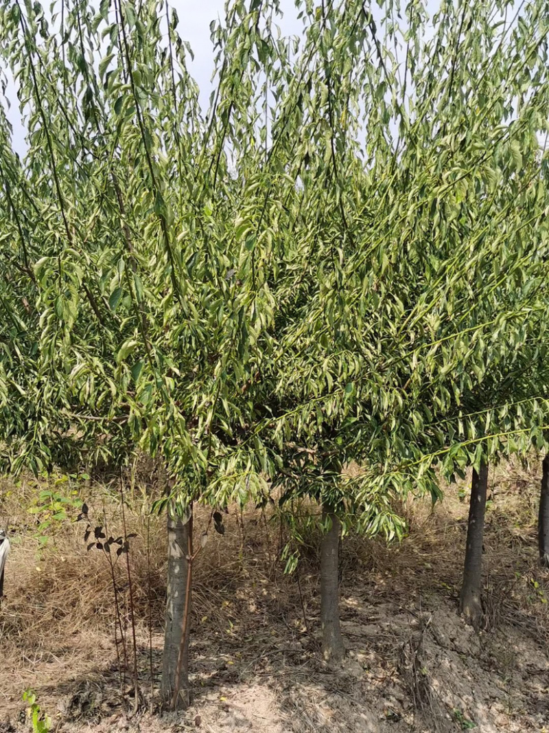 苗圃供应绿化工程苗红梅绿梅5-10公分树苗行道树