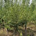 苗圃供应绿化工程苗红梅绿梅5-10公分树苗行道树