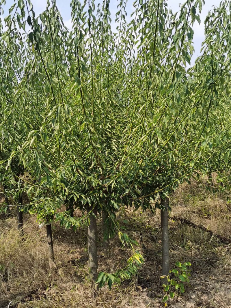 苗圃供应绿化工程苗红梅绿梅5-10公分树苗行道树