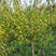 苗圃供应绿化工程苗红梅绿梅5-10公分树苗行道树