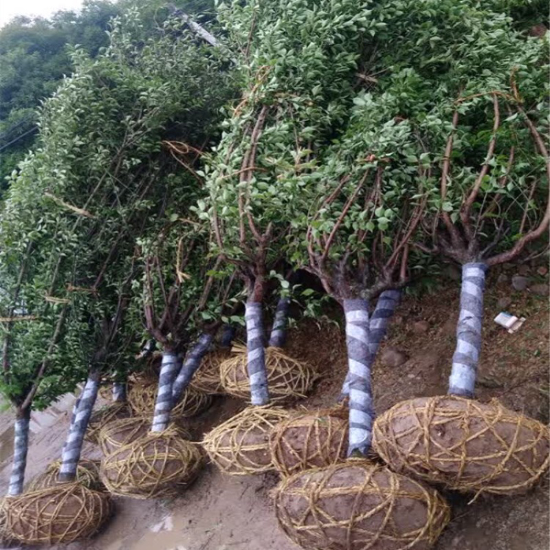 苗圃供应绿化工程苗红梅绿梅5-10公分树苗行道树