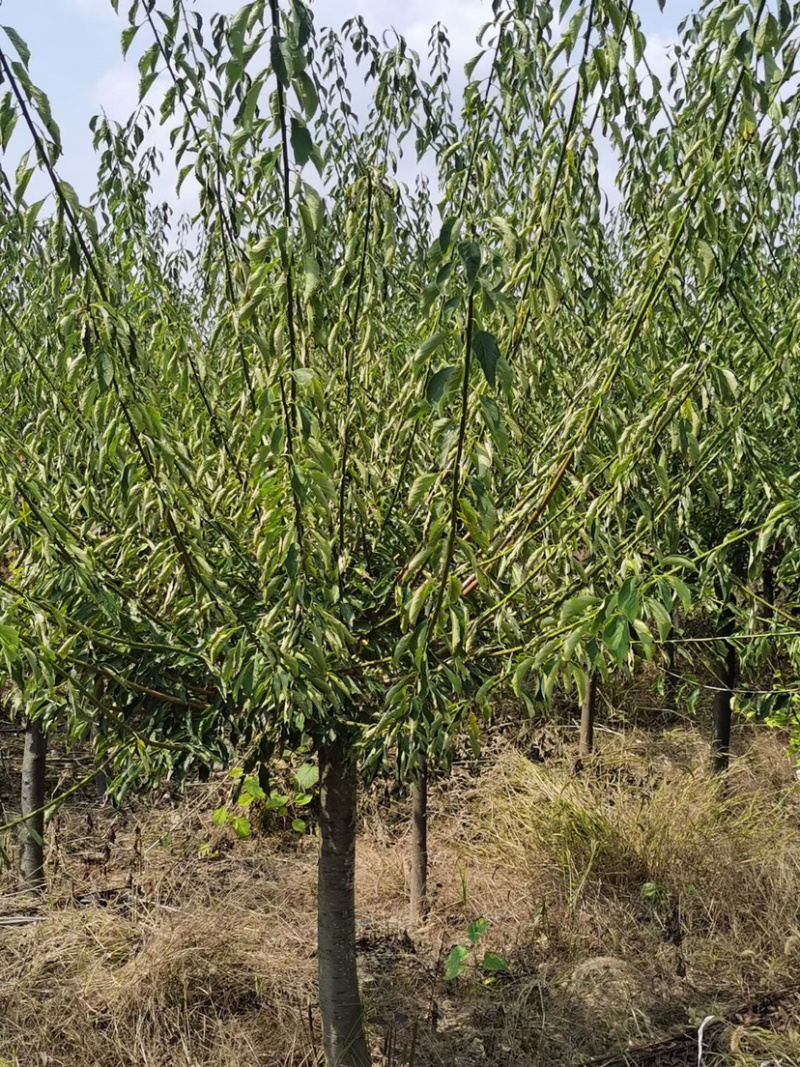 苗圃供应绿化工程苗红梅绿梅5-10公分树苗行道树