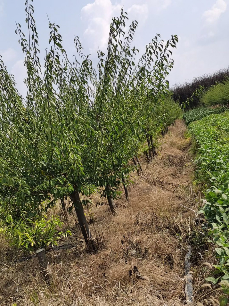 苗圃供应绿化工程苗红梅绿梅5-10公分树苗行道树