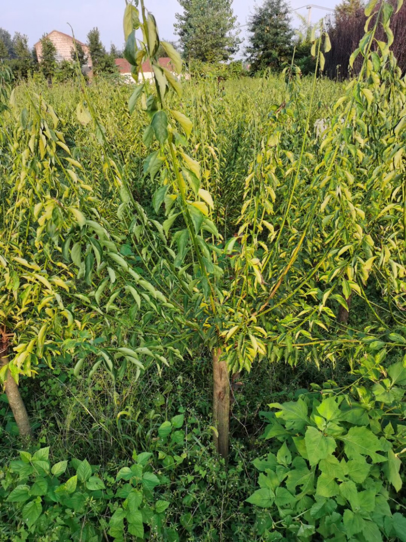 苗圃供应绿化工程苗红梅绿梅5-10公分树苗行道树