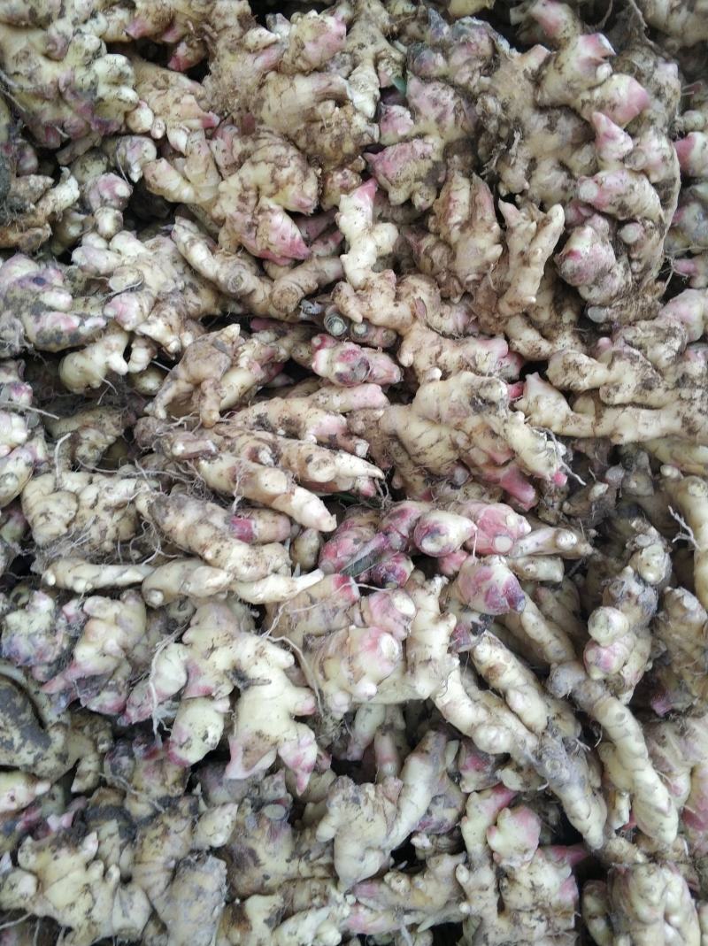 新鲜小黄姜，香味可口迷人