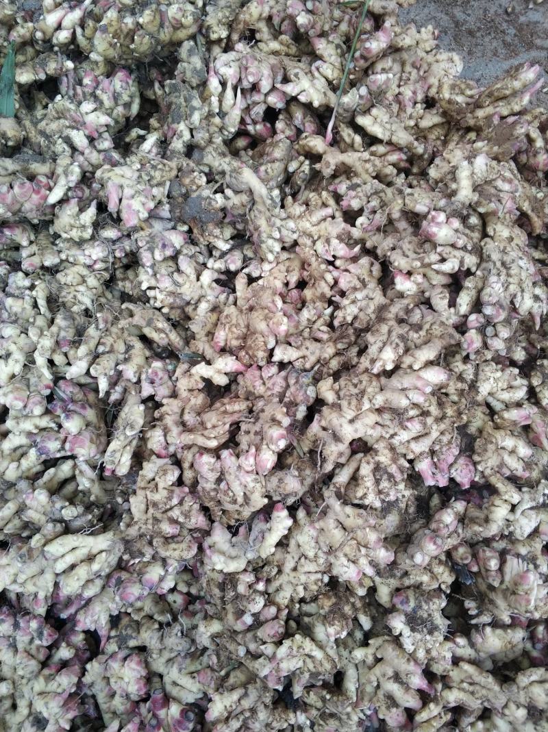 新鲜小黄姜，香味可口迷人